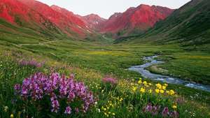Valle montañoso rojo idílico con flores silvestres en flor y un arroyo