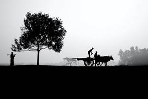 Fondo de pantalla de vida en la granja silueta — Amanecer Fondos de pantalla