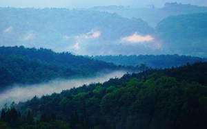 Vista de bosque nublado en la montaña