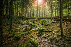 Fondo de pantalla de vista de bosque musgoso y húmedo — Vista del bosque Fondos de pantalla