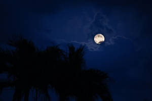 Luna brillando intensamente en una isla con palmeras. Luna llena en el cielo azul oscuro de medianoche.