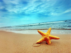 Vista de playa con estrella de mar naranja — Playa estética Fondos de pantalla