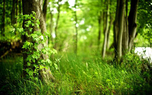 Fondo de pantalla Vista del Bosque Verde — Vista del bosque Fondos de pantalla