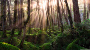 Fondo de pantalla de vista del bosque con rayos de sol — Vista del bosque Fondos de pantalla