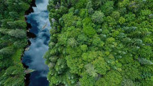 Fondo de pantalla de vista del bosque con reflejo del cielo — Vista del cielo Fondos de pantalla