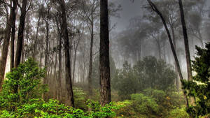 Fondo de pantalla de vista del bosque con clima neblinoso — Vista del bosque Fondos de pantalla