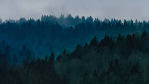 Fondo de pantalla de Vista del Bosque con Niebla — Bosque brumoso Fondos de pantalla