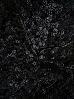 Vista Superior de Bosque Oscuro con Teléfono — Teléfono oscuro Fondos de pantalla