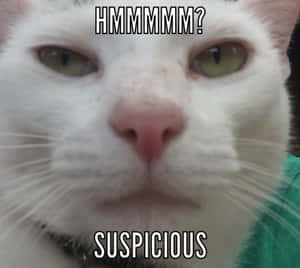 Gato sonriente durmiendo en un prado soleado con una mariposa en la nariz — Meme de gato Fondos de pantalla