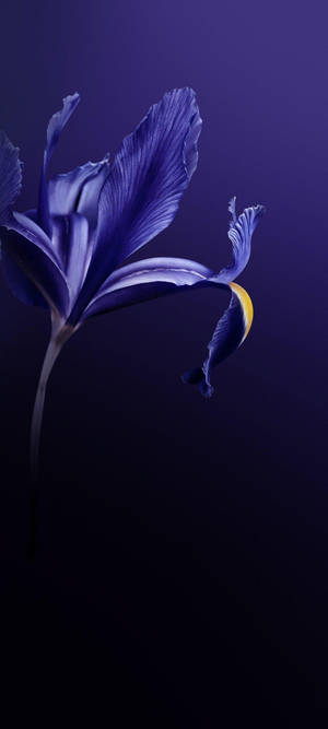 Vivo V20 Flor Púrpura — Tecno Pova Curve Fondos de pantalla