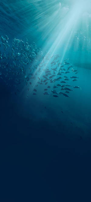 Vivo V20 Peces Submarinos — Oppo F29 Pro Fondos de pantalla