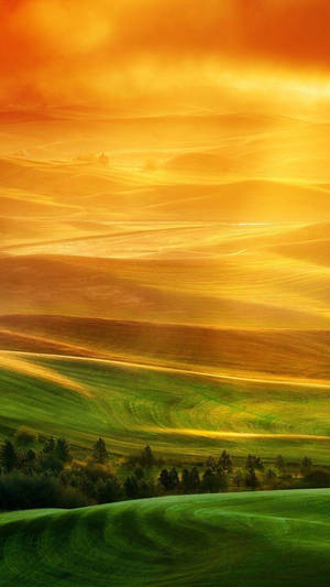 Xiaomi Desert Trees — Xiaomi Fondos de pantalla